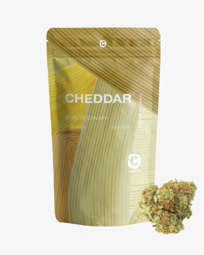 cheddar (2)