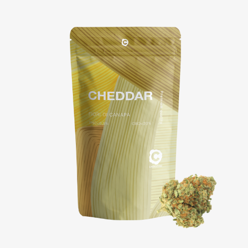 cheddar (2)