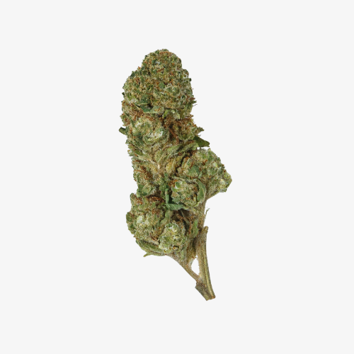gorilla glue